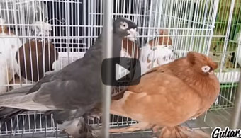 Видео с выставки голубей в Таразе-2019